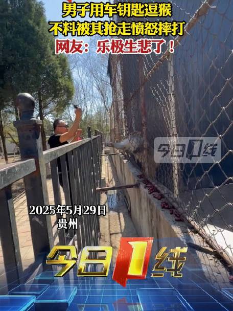 新澳开奖结果历史查询和车钥匙逗猴被猴抢走与猴子车钥匙