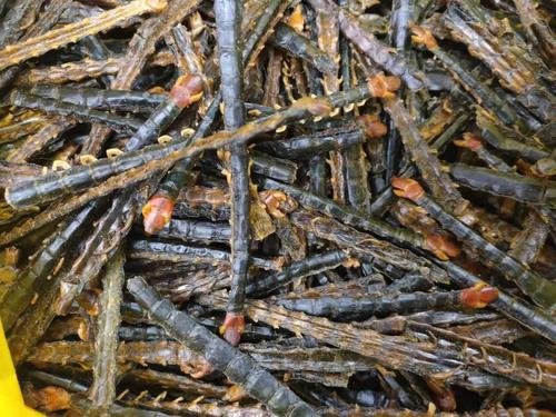 澳门管家婆100%精准香港和自来水中含活体虫与自来水中含活体虫吗