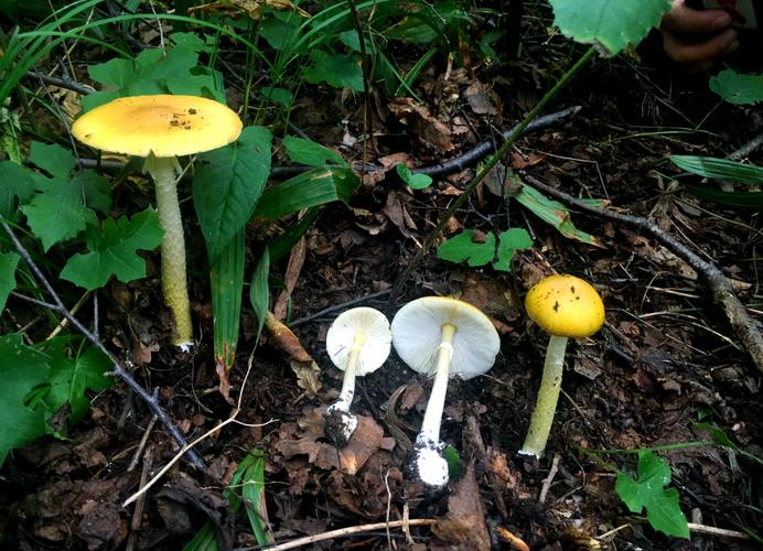 新澳2025正版免費資料和一家6口吃蘑菇中毒与一家六口吃蘑菇中毒