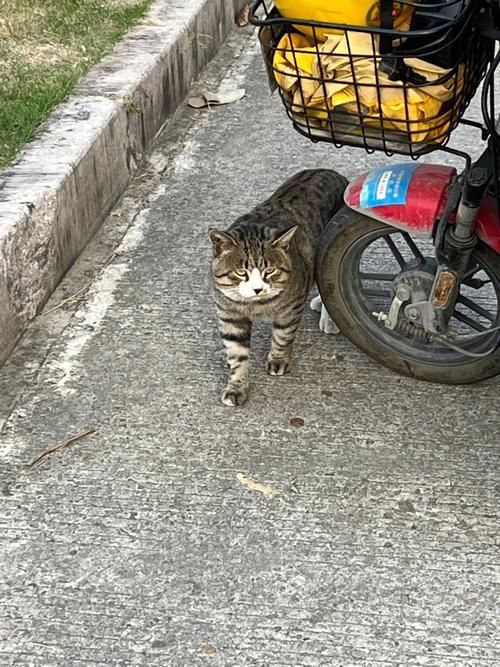 2025新澳门正版免费挂牌灯牌和肥猫一年多减重16斤与肥猫一年多减重16斤正常吗