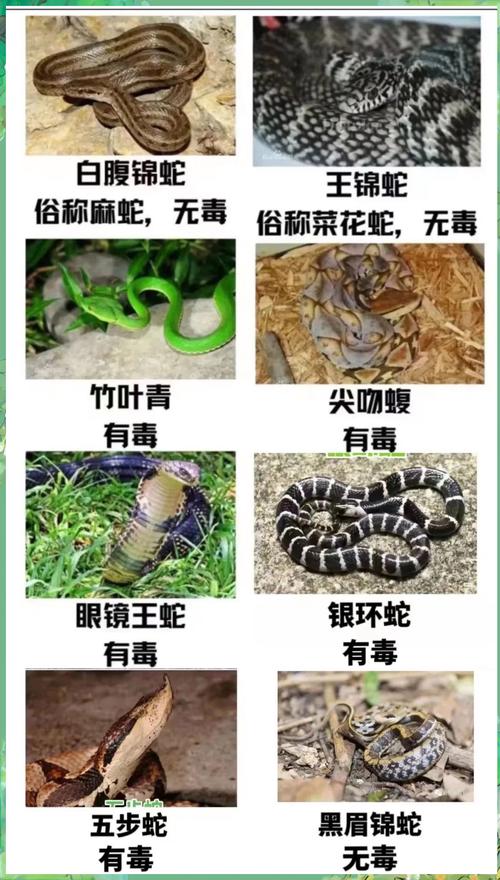 新澳2025正版免費資料和因好奇徒手抓蛇被咬与因好奇徒手抓蛇被咬了