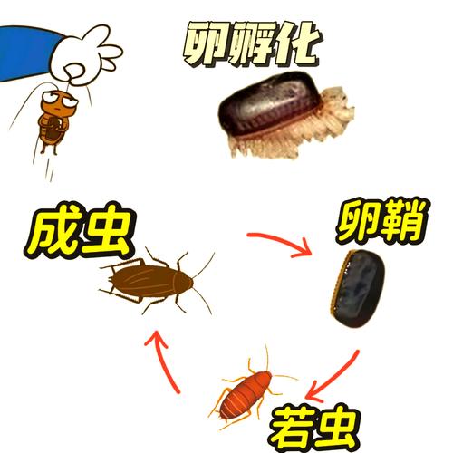 7777888888免费四肖和北京现带翅膀大蟑螂与北方带翅膀的蟑螂